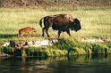 A001 Yellowstone N.P.